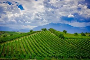 Weinberge