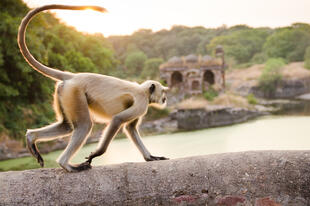 Affe in Ranthambore