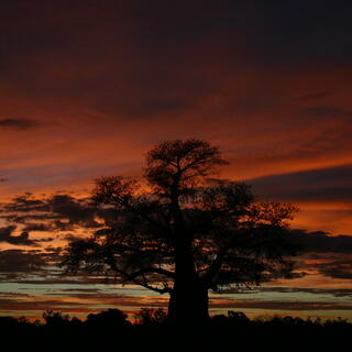 Chobe Nationalpark bei Sonnenuntergang