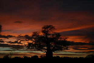 Chobe Nationalpark bei Sonnenuntergang