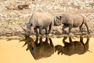 Schwarze Nashörner Etosha Nationalpark