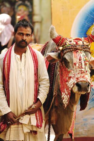 Indischer Priester mit heiliger Kuh