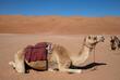 Kamel in der Wüste von Erg Chebbi