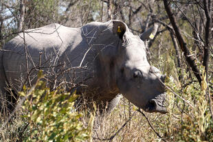 Nashorn beim Rhino Tracking im Matobo Nationalpark