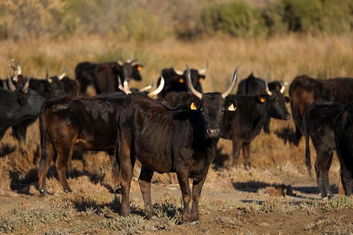 Camargue Bullen
