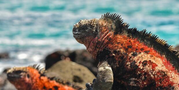 Ecuador & Galapagos Landschaft