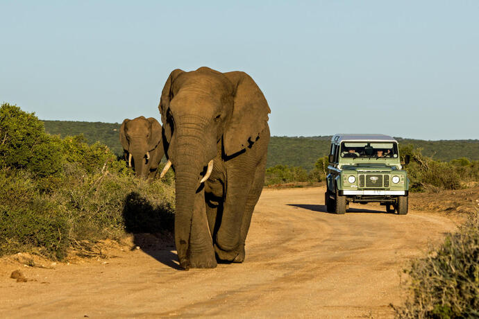 Blick auf die majestätischen Elefanten im Addo Elephant Park in Südafrika