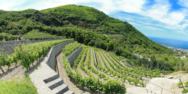 Panoramablick Ischia