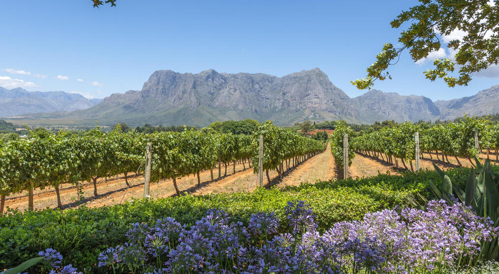 Weinregion auf einer Südafrika Rundreise