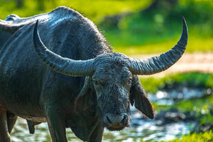 Büffel im Udawalawe Nationalpark