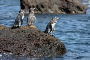 Galapagos Pinguine