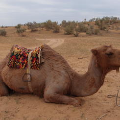 Turkmenisches Kamel 
