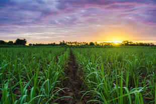 Zuckerrohrfeld in Nicaragua