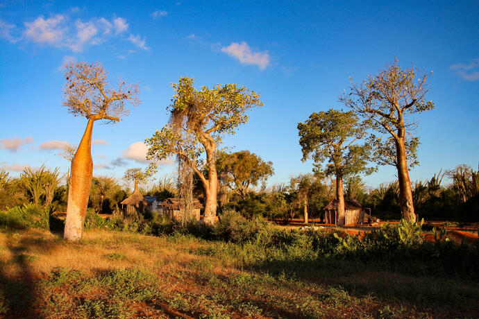 Baobab-Wald nahe Ifaty 