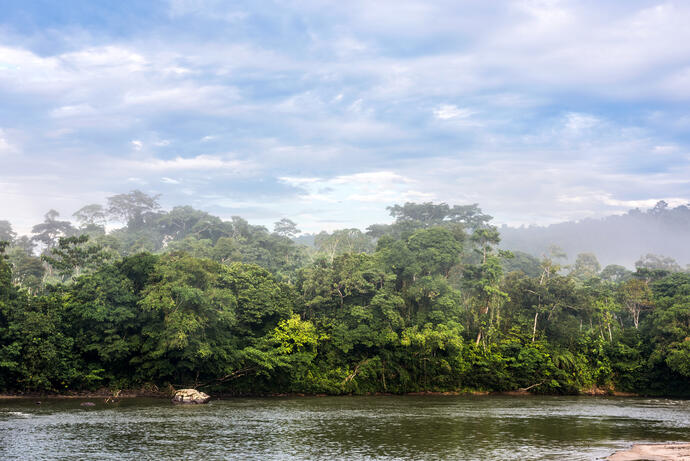 Regenwald vor Fluss Napo
