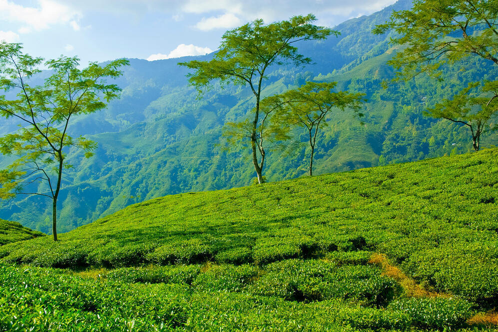 Teegärten in Darjeeling