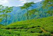 Teegärten in Darjeeling
