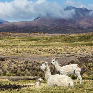Alpaca mit Baby