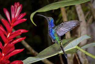 Vogelarten in Monteverde