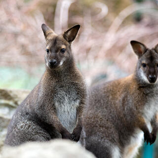 Wallabies im Nationalpark 
