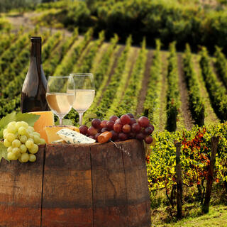 Weinberge in der Toskana