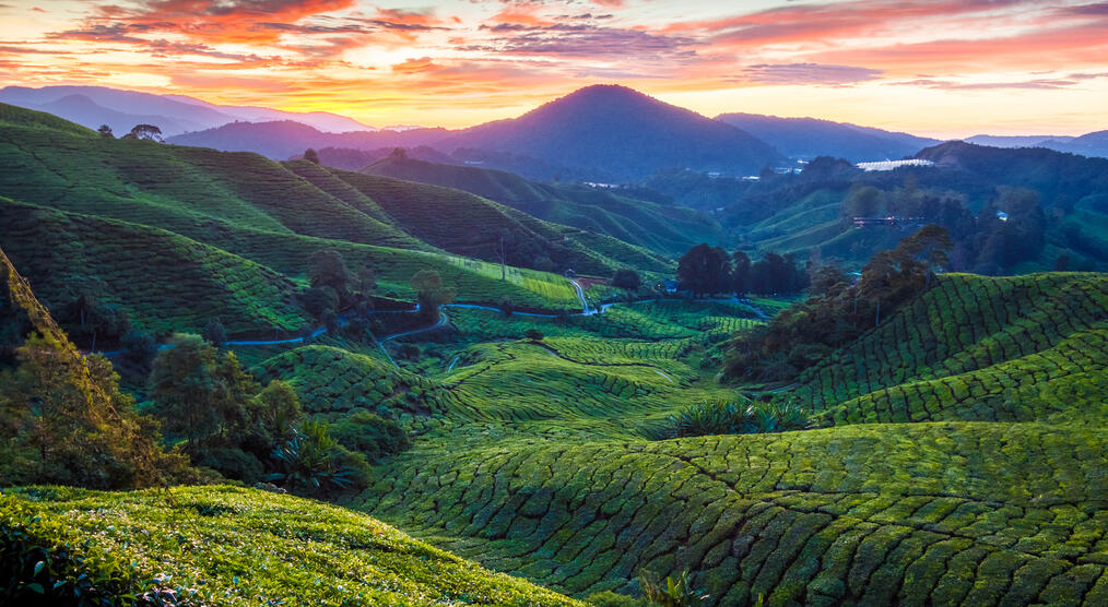 Cameron Highlands