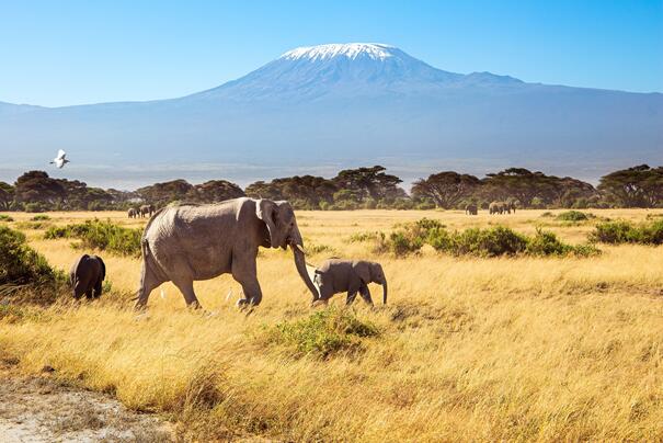 Elefanten vor dem Kilimanjaro als klassisches Fernreiseziel im August