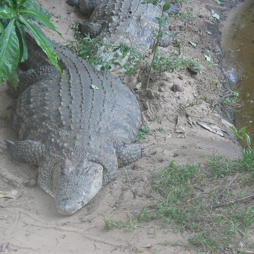 Krokodil in den Wetlands von St. Lucia