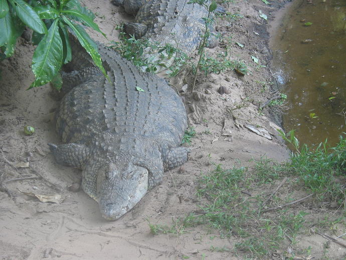 Krokodil in den Wetlands von St. Lucia