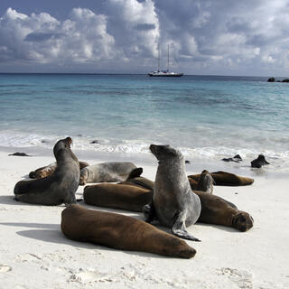 Seelöwen am Strand auf den Galapagosinseln