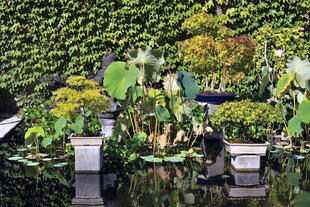 Bonsai Teich der Bambuserai de Prafrance