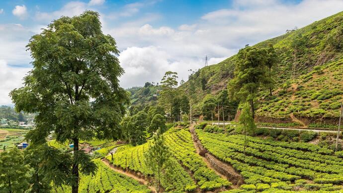 Nuwara Eliyas grüne Teeplantagen in Sri Lanka