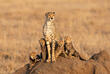 Gepard mit Jungtieren
