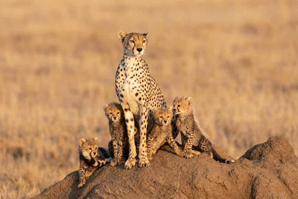 Gepard mit Jungtieren
