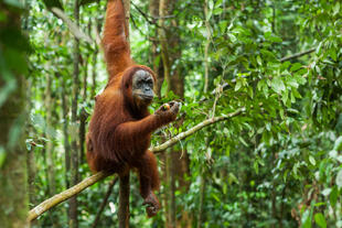 Orang Utan in Sumatra