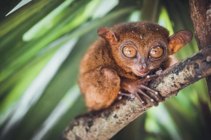 Tarsier in Bohol
