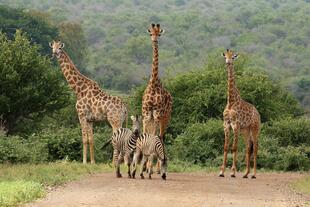 Giraffen & Zebras im Krüger Nationalpark