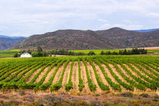 Montagu Weinreben