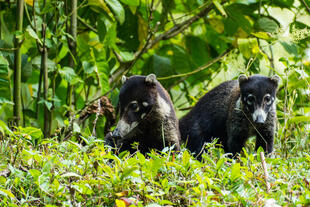 Coati im Antonio Manuel Nationalpark