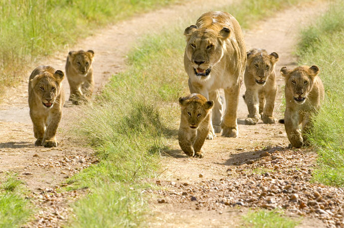 Löwenfamilie 