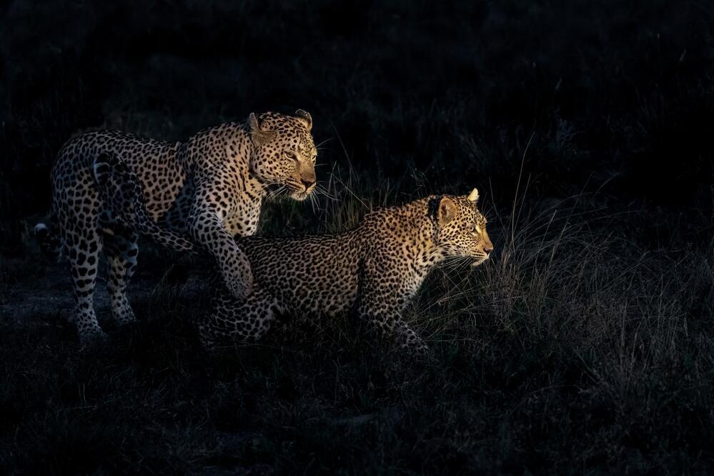 Nachtsafari im Krüger Nationalpark
