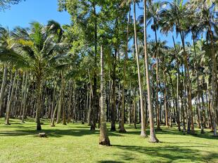 Palmen auf La Reunion