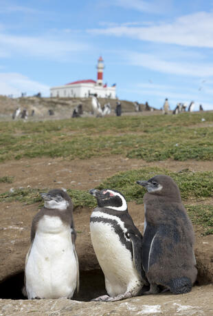Pinguine auf der Insel Magdalena