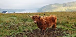 Schottische Hochland-Kühe am Loch Lomond
