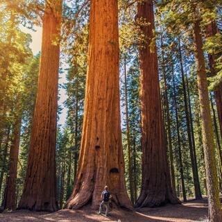 Sequoia Nationalpark