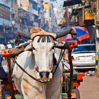 Delhi, die Hauptstadt Indiens