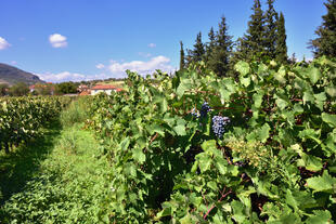 Rote Trauben im Weinanbaugebiet Nemea
