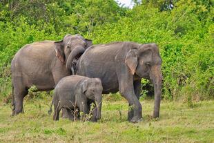 Elefantenfamilie im Minneriya Nationalpark