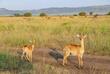 Wildtiere im Queen Elizabeth Nationalpark