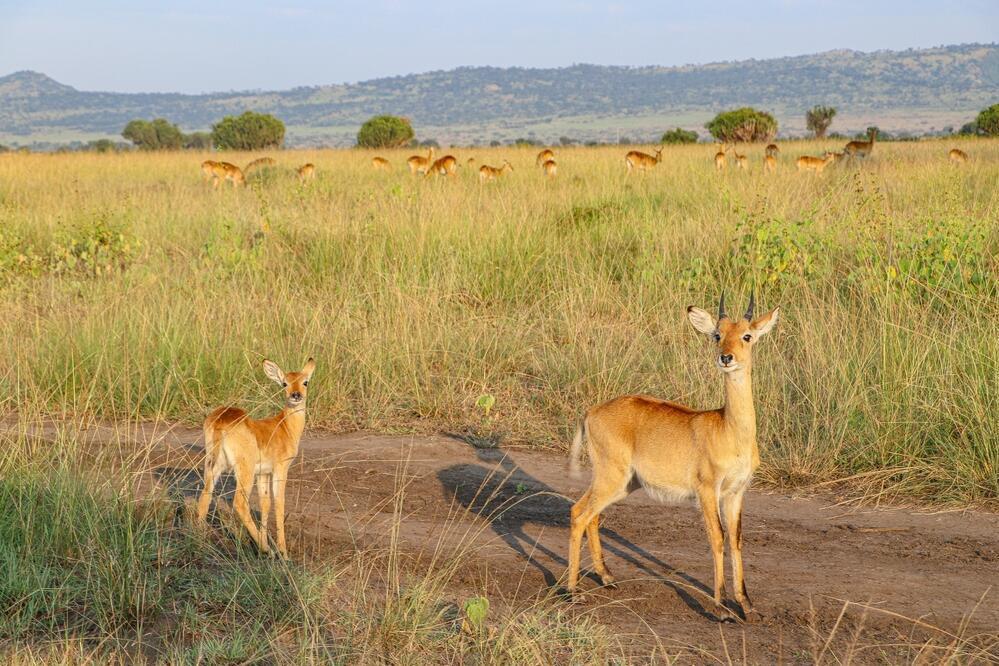 Wildtiere im Queen Elizabeth Nationalpark